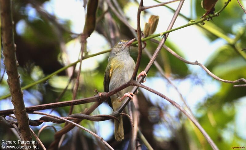 Grey-chested Greenletadult