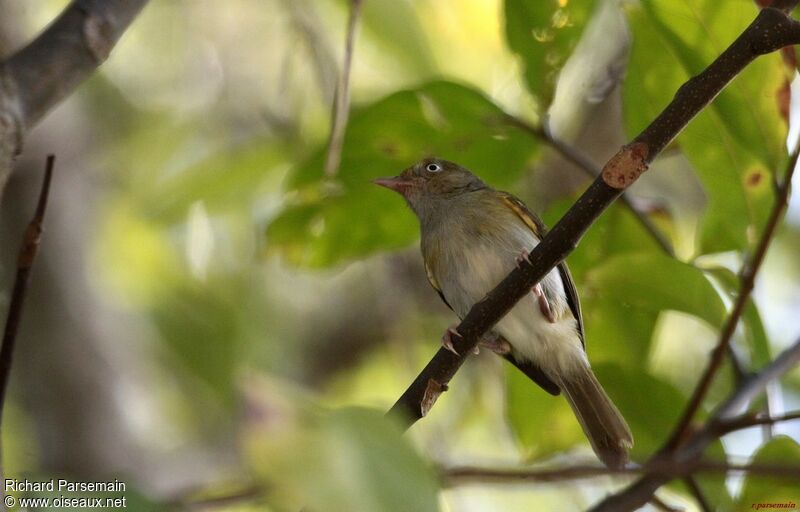 Grey-chested Greenletadult