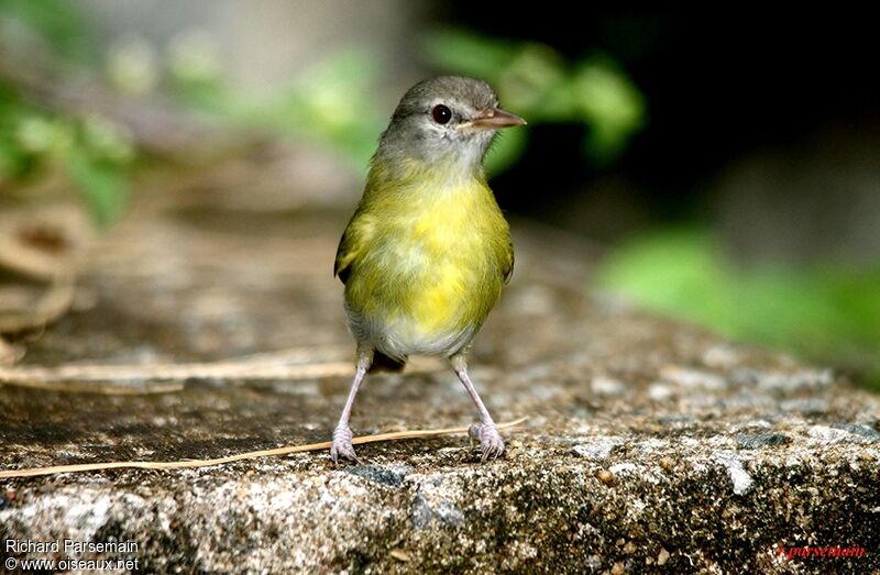 Ashy-headed Greenletadult