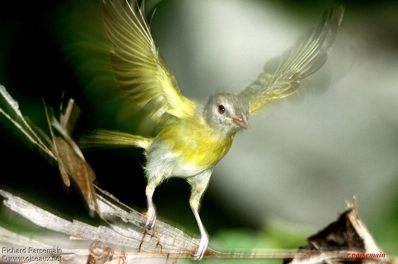 Ashy-headed Greenlet