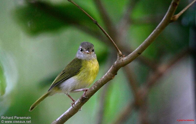 Ashy-headed Greenletadult