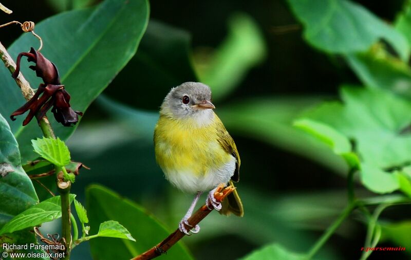 Ashy-headed Greenletadult