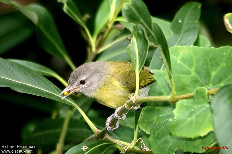 Ashy-headed Greenletadult, feeding habits