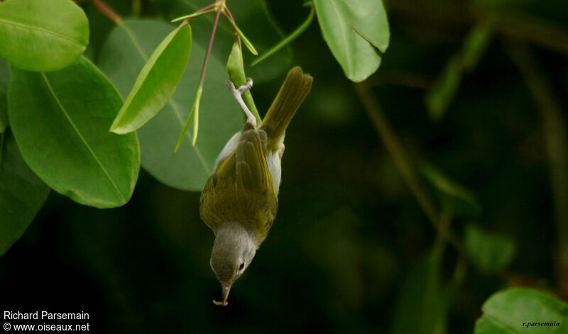 Ashy-headed Greenletadult