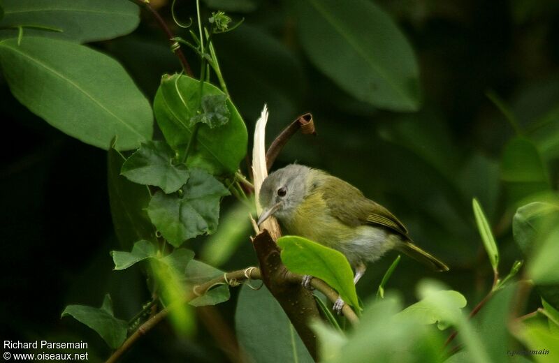 Ashy-headed Greenletadult