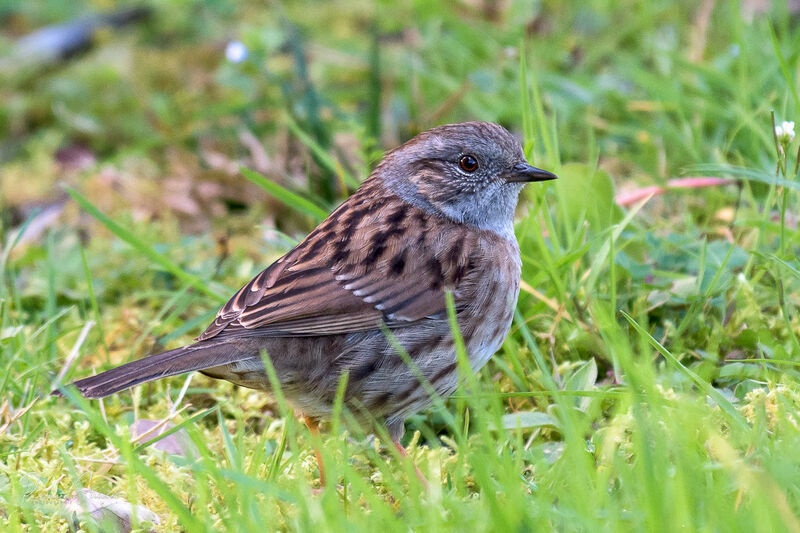 Accenteur mouchetadulte, identification