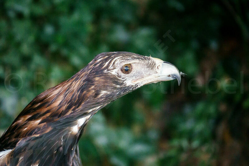 Wedge-tailed Eagle