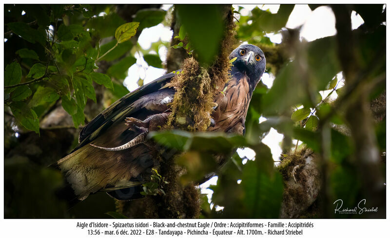 Aigle d'Isidore, régime, mange