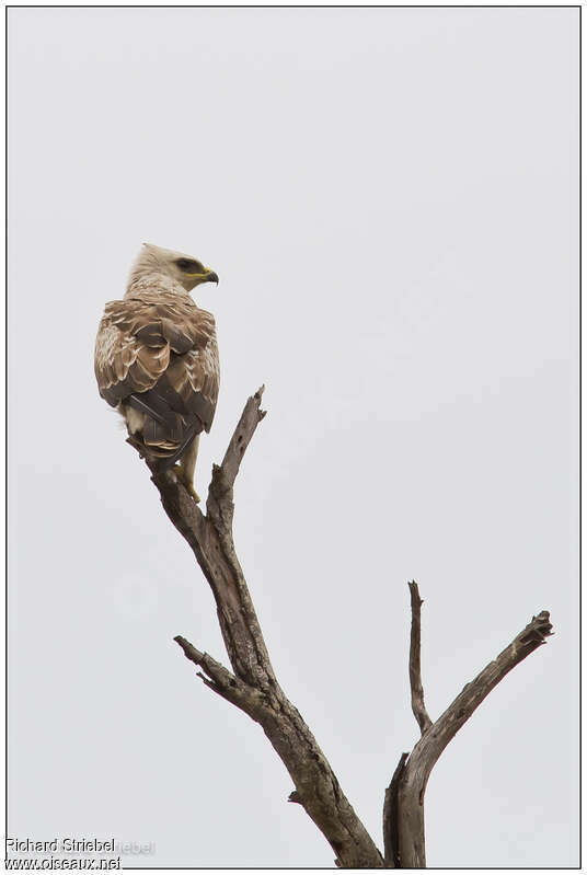 Wahlberg's Eagle, pigmentation