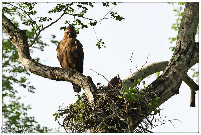 Aigle de Wahlberg, habitat, Nidification