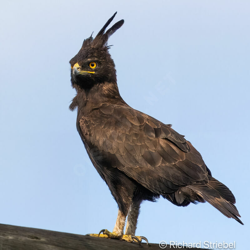 Long-crested Eagle