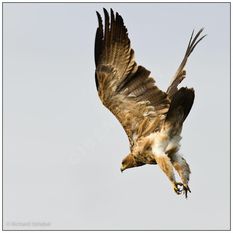 Tawny Eagle