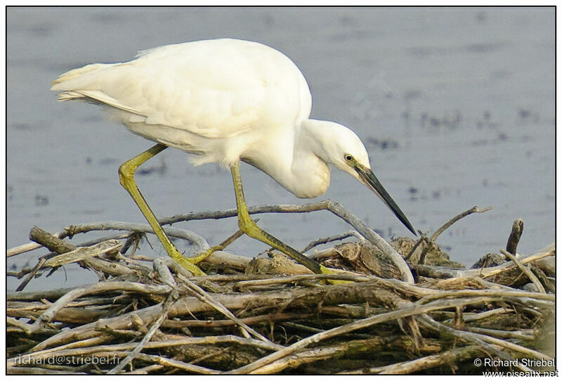 Aigrette garzette, identification, Comportement