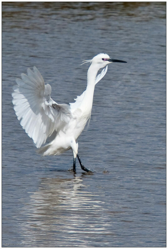 Little Egret