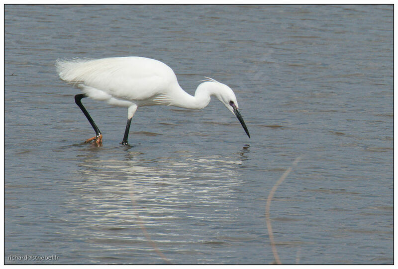 Aigrette garzette