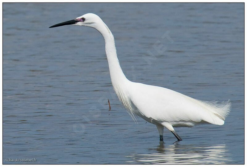 Little Egret