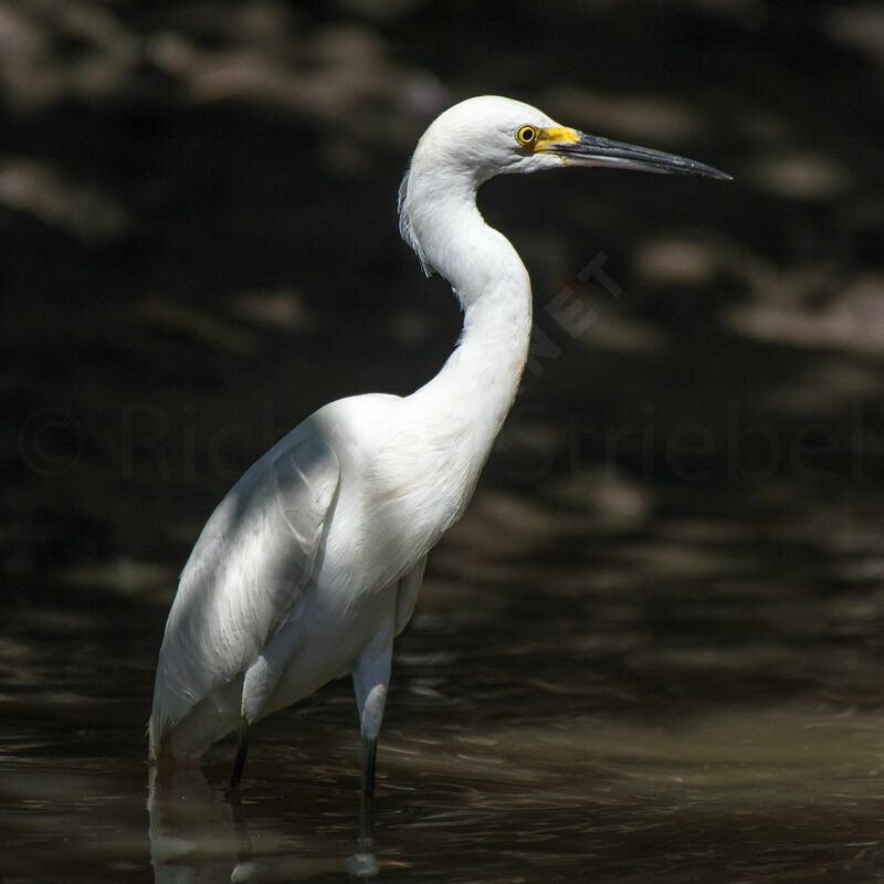 Aigrette neigeuse