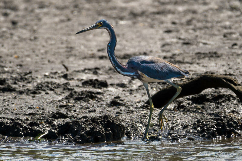 Aigrette tricolore