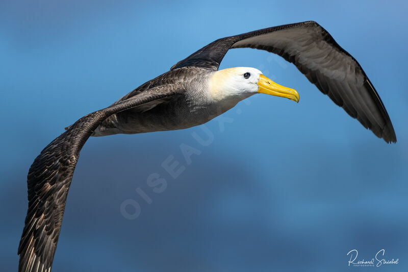 Waved Albatross