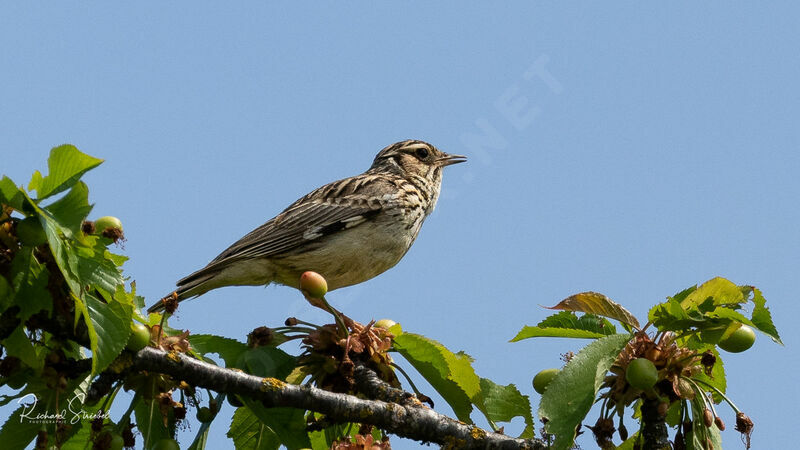 Woodlarkadult breeding