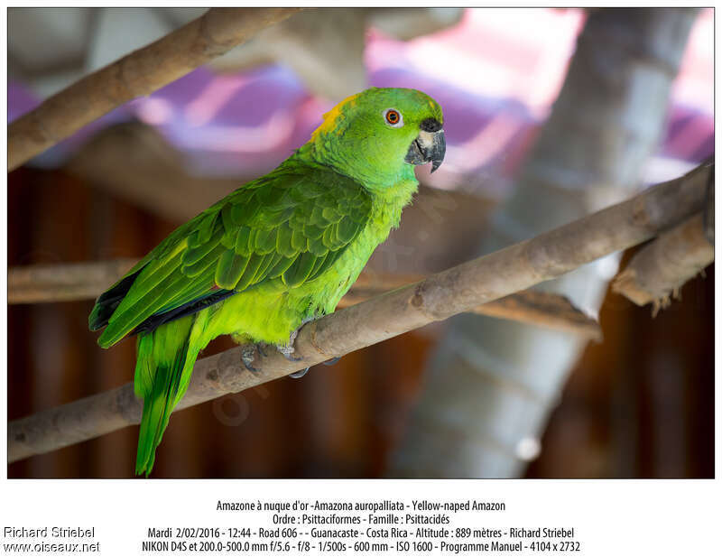 Amazone à nuque d'or