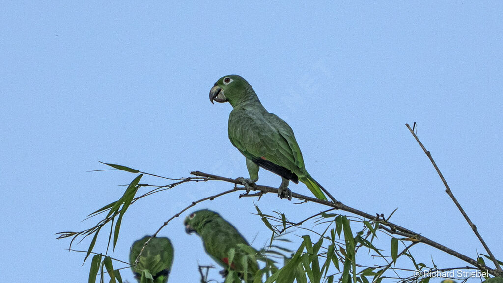 Amazone poudrée