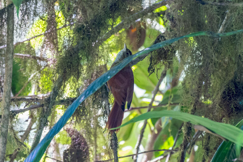 Ruddy Treerunner