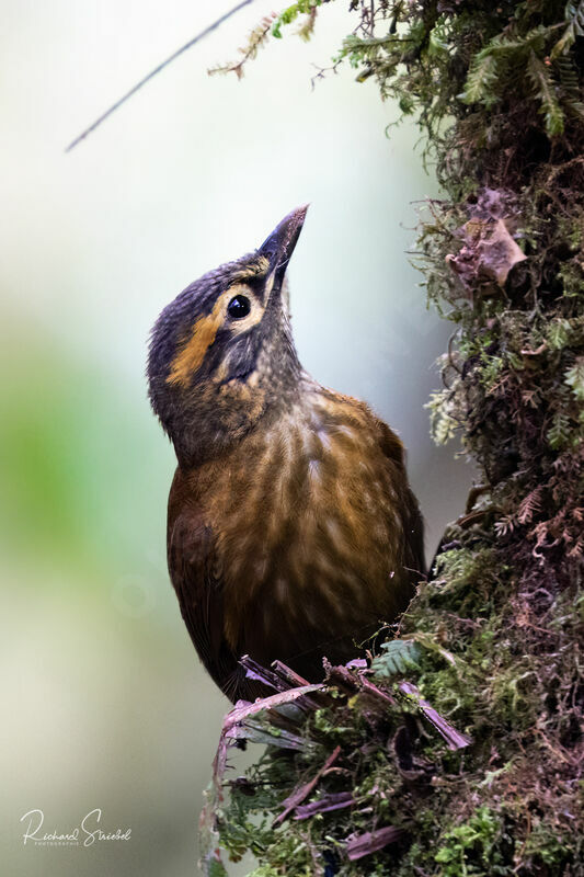 Scaly-throated Foliage-gleaner