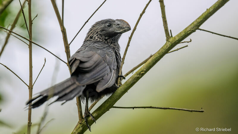 Smooth-billed Ani