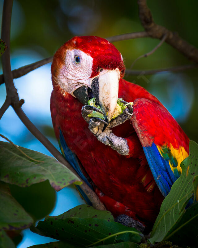 Scarlet Macaw