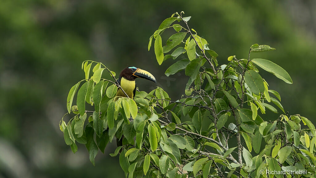 Lettered Aracari
