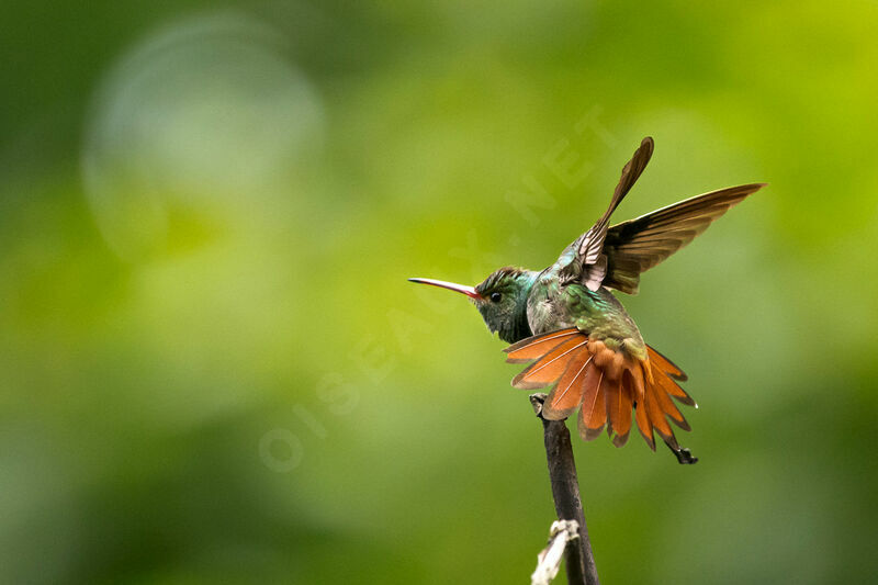 Rufous-tailed Hummingbird