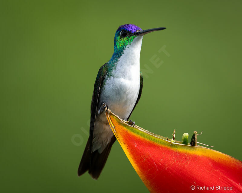 Andean Emerald