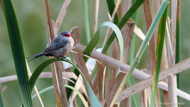 Common Waxbilladult, habitat