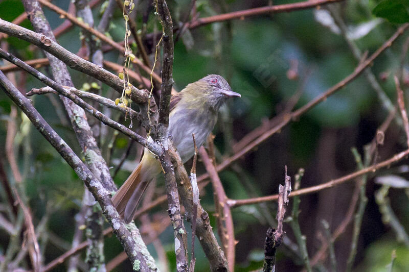 Bright-rumped Attila