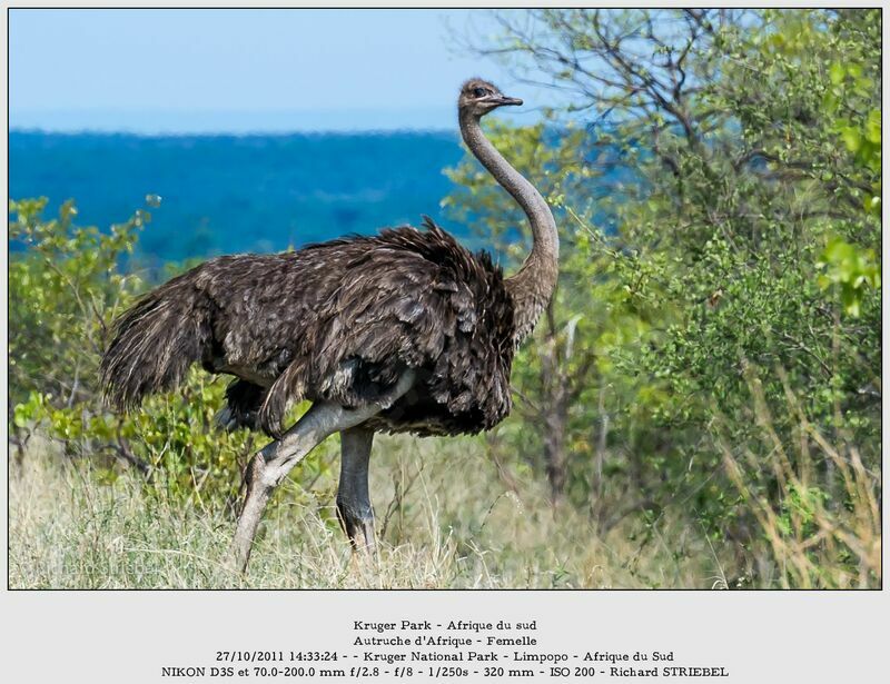 Common Ostrich female adult