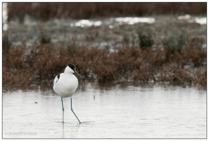 Avocette élégante