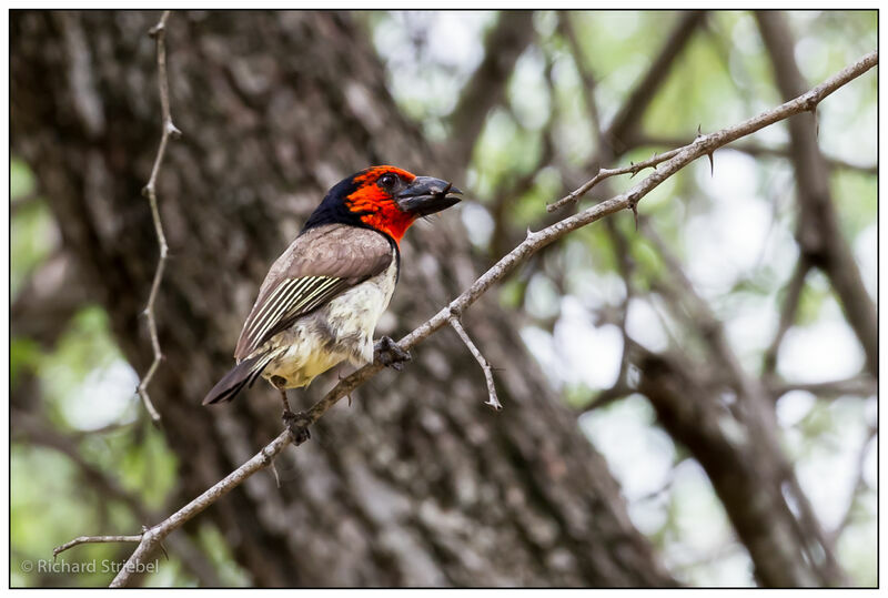 Black-collared Barbet