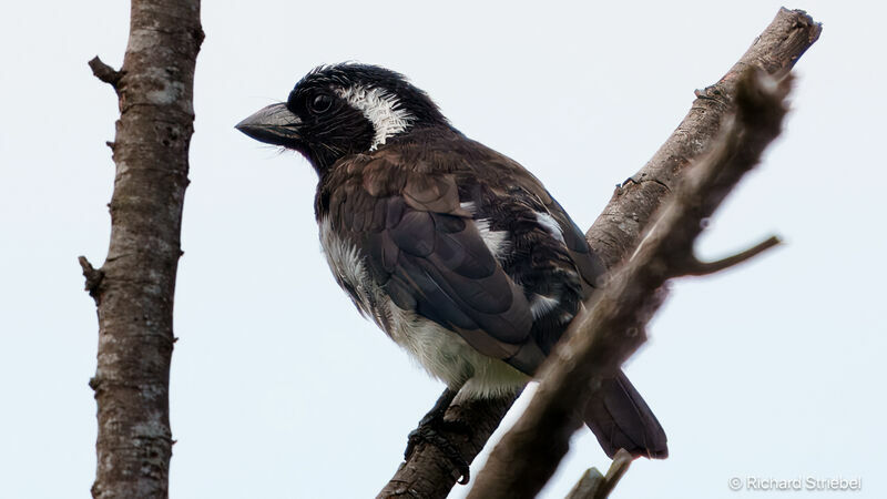 White-eared Barbet