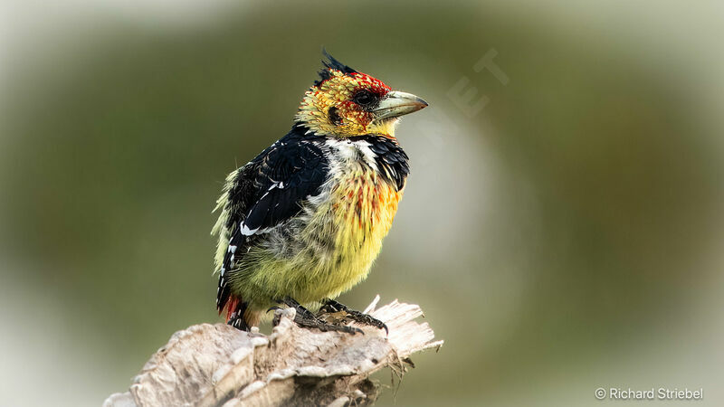 Crested Barbet