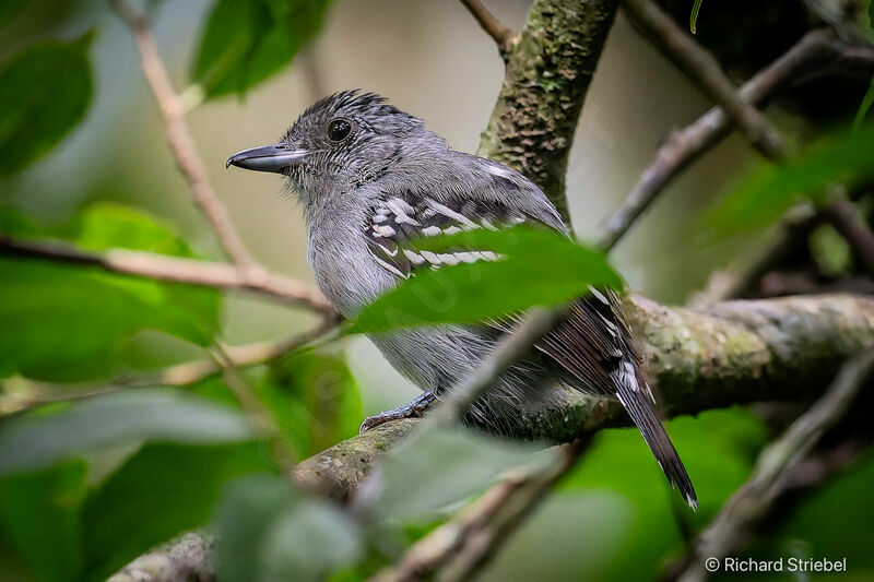 Black-crowned Antshrike