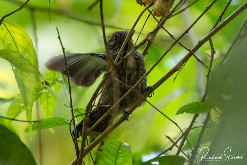 Barred Antshrike