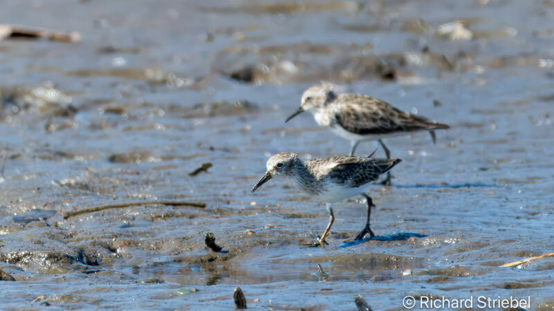 Western Sandpiper