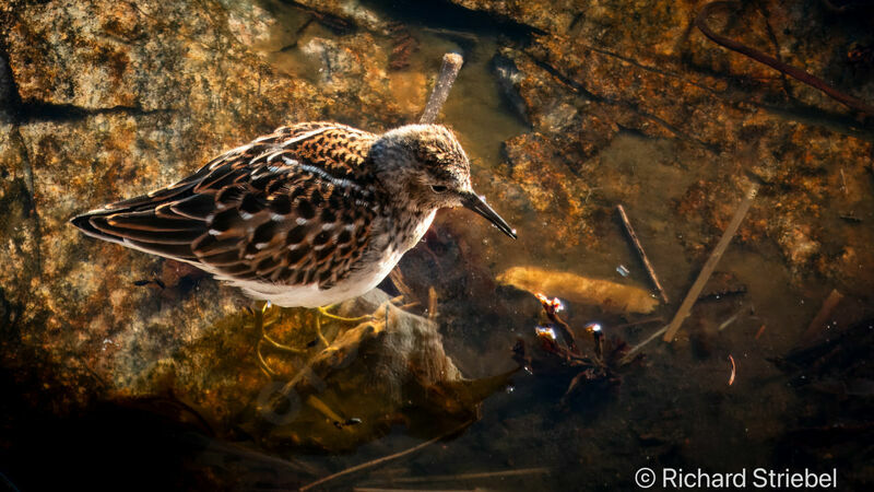 Least Sandpiper