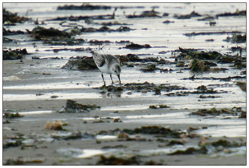 Bécasseau sanderling, régime