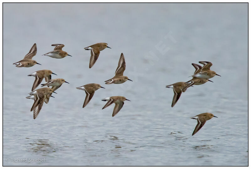 Dunlin