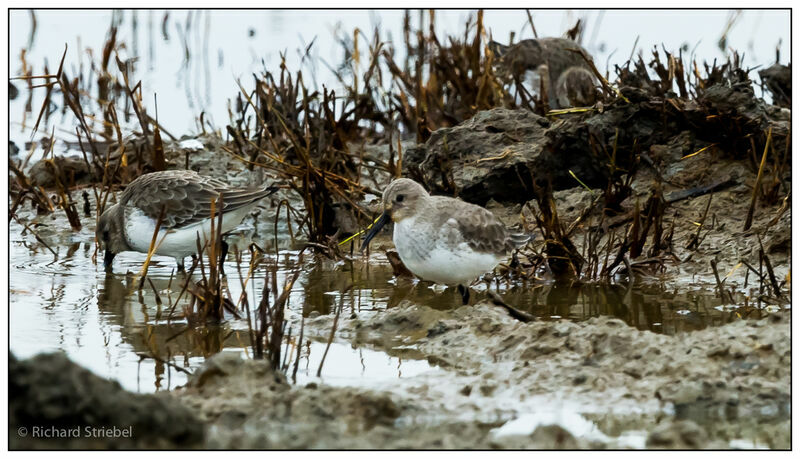 Dunlin