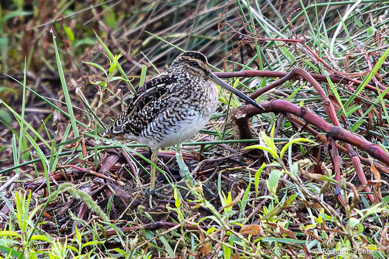 African Snipe