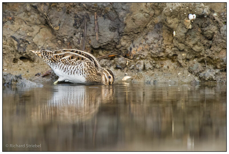 Common Snipe