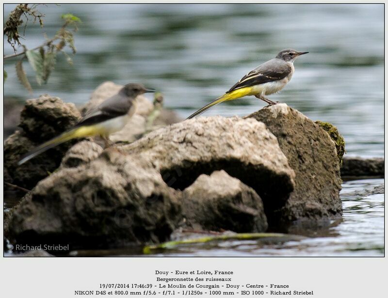 Grey Wagtail male adult